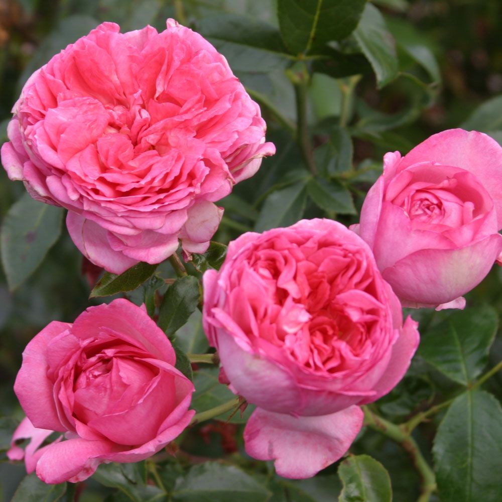 Роза чайно-гибридная РОСЕ ДЕ МОЛИНАРД v7 Fr 