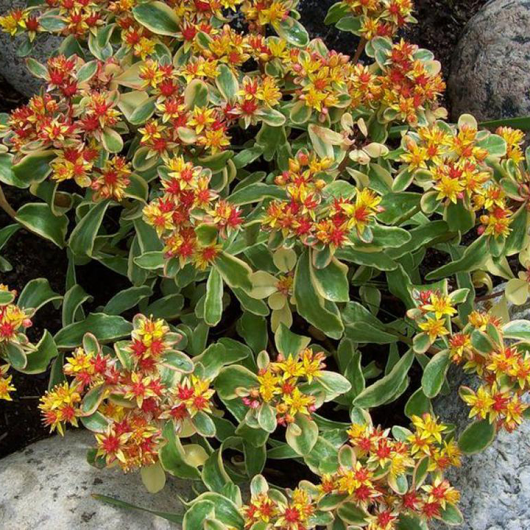 Очиток камчатский Вариегатум р9 Sw 