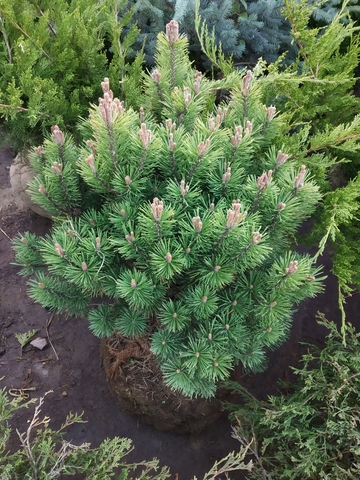 Сосна горная Мопс 40-50см BL 