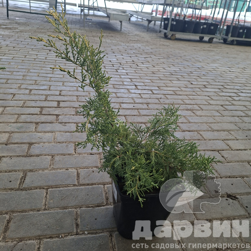 Можжевельник средний Голд Стар v5 Lav 
