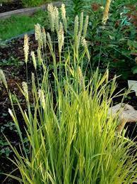 Лисохвост v1,5 Push 