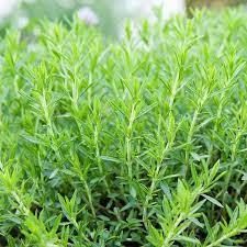 Эстрагон (Тархун) С1 