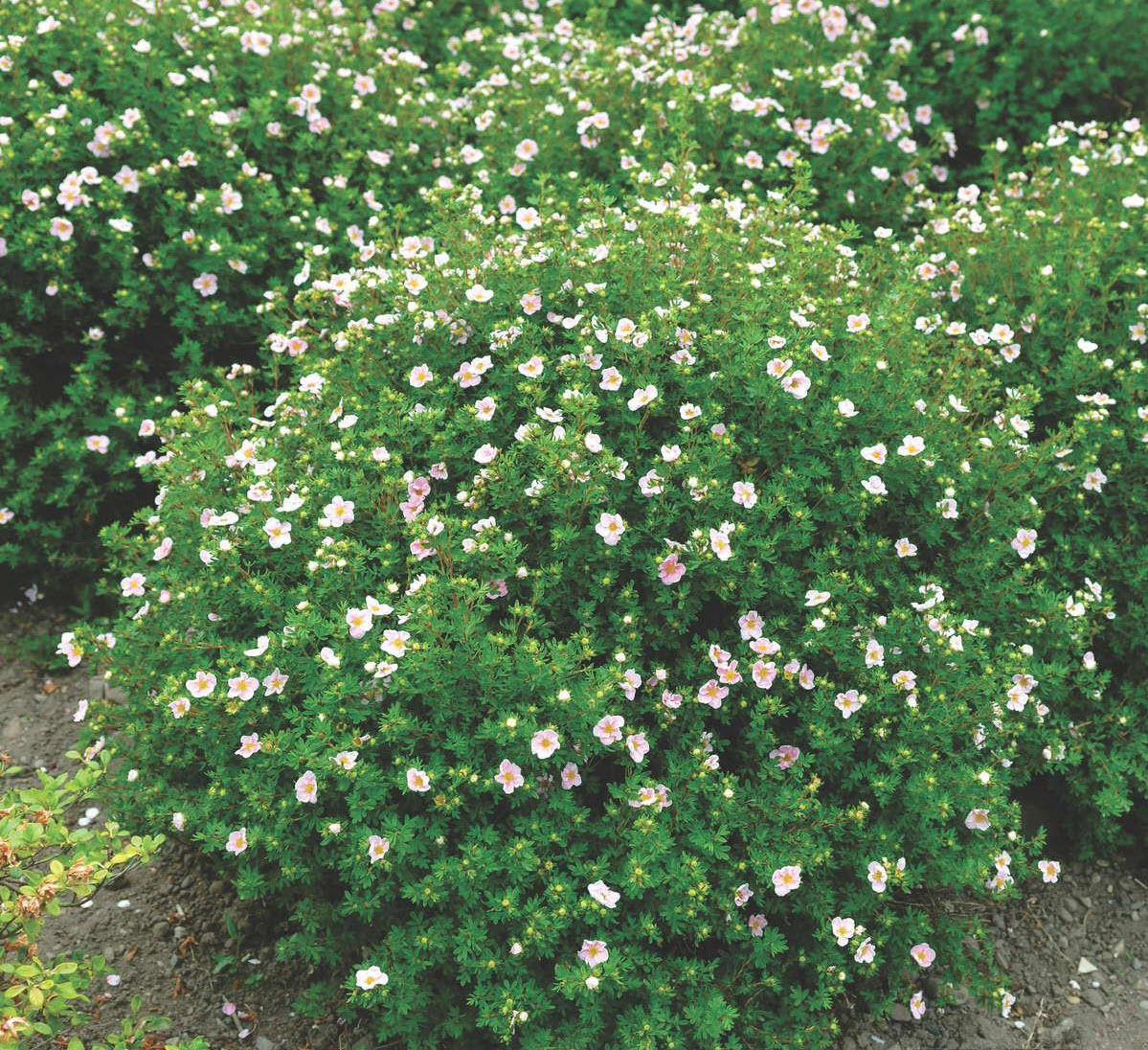 Лапчатка кустарниковая Принцесс с2-3 