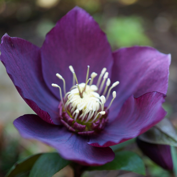 Корневище Морозник Ор Блэк Бьюти 1шт/уп 