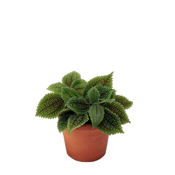 Пилея в ассортименте d9 h10 Ег 