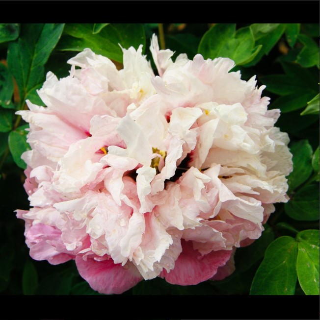 Пион древовидный Флейр Шугаркон v5 Tim 