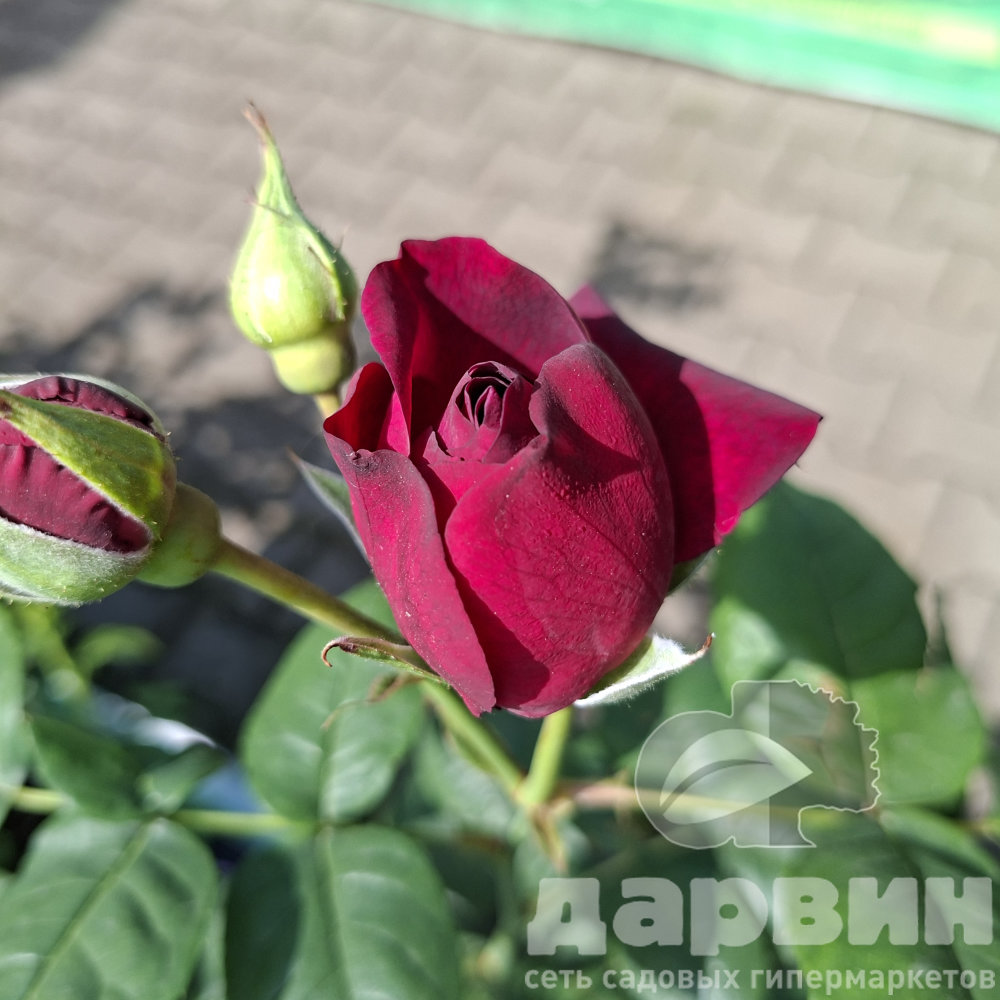 Роза кустовая Пепл Лодж v5 Lav 
