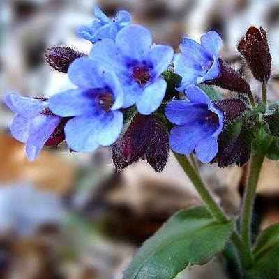 Медуница в асс. Р9 