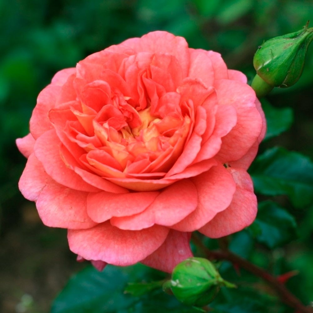 Роза чайно-гибридная Кристофер Марлоу v5 Lav 