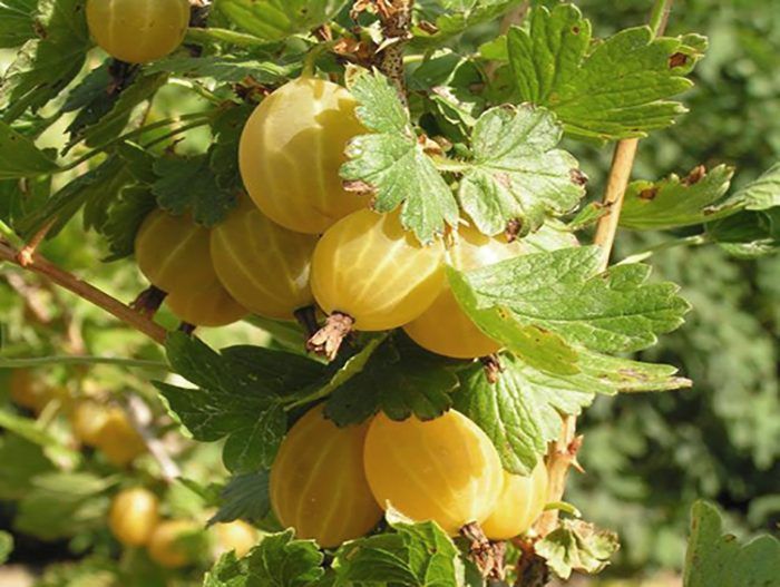 Крыжовник Куршу Дзинтарс желтый v1 Tim 