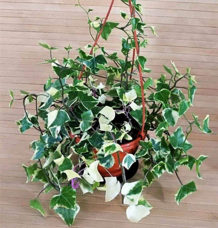 Крестовник кашпо d23 ХР 