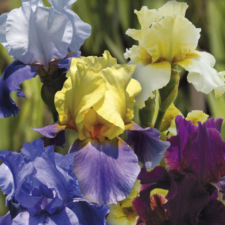 Корневище Ирис в асс, 1 шт 