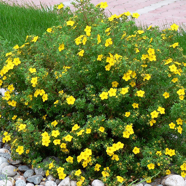 Лапчатка кустарниковая Голдфингер v2 Lav_1.jpg