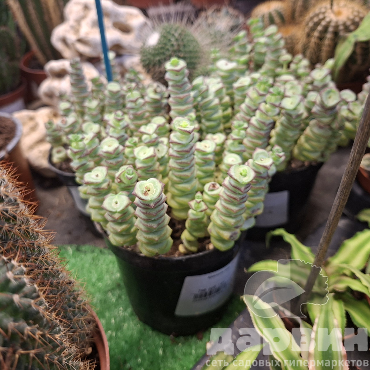 Крассула микс д10 WM