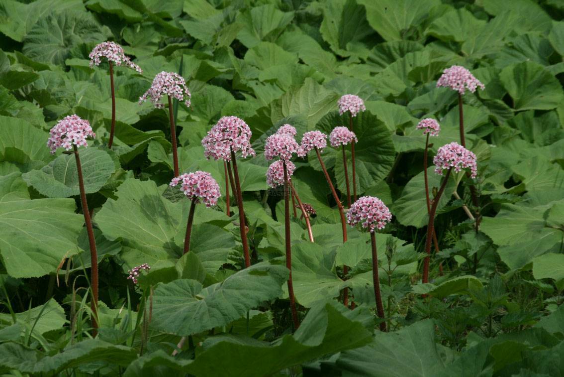 Пельтифиллум v1,5 Push 