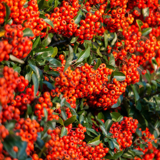 Пираканта v2 Tim 