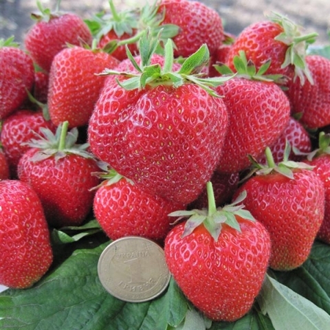 Земляника садовая ремонтантная Маэстро р9 ЦО 