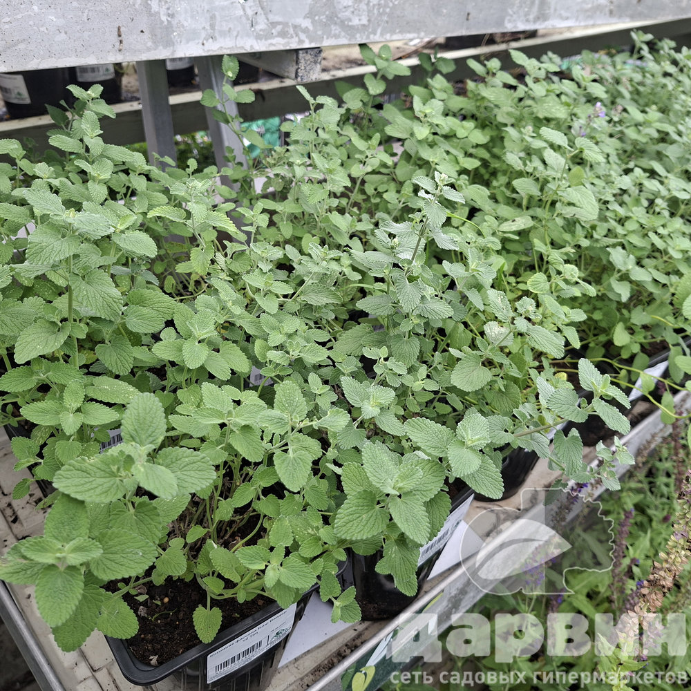 Котовник фассена Блю Вандер v2 Tim 