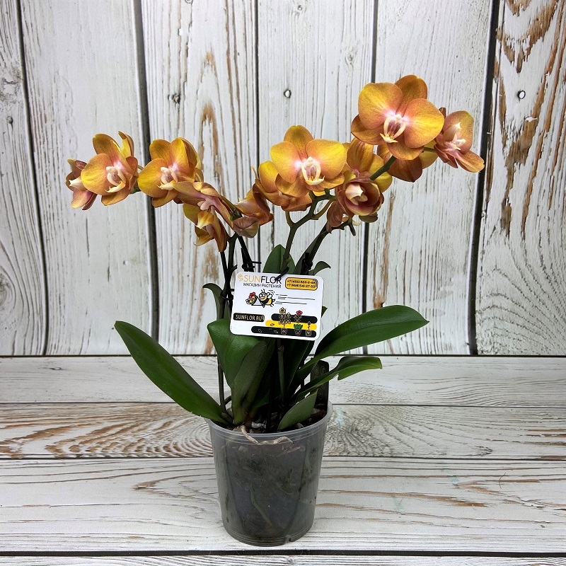 Фаленопсис Лас Вегас 4 ст d12 h40 