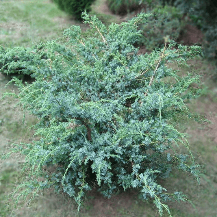 Можжевельник китайский Блю Альпс C7,5/10 80-120 Bor 