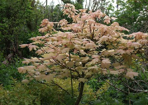 Клен ложноплатановый  10\12 