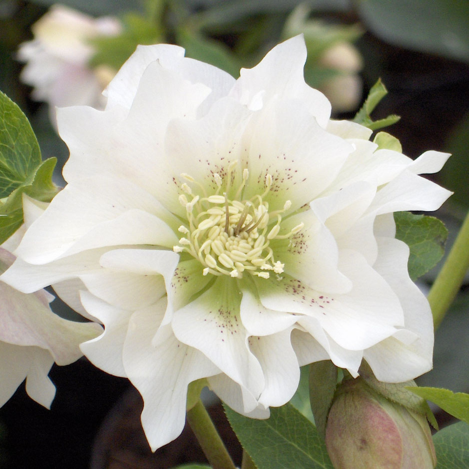 Корневище Морозник Дабл Эллен Вайт 1шт/уп 