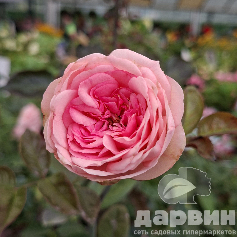 Роза спрей Брайдал Пиано v5 Lav 