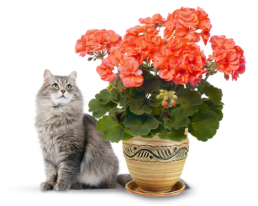 Пеларгонии