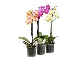 Фаленопсис 1ст Тайвань микс d12 h75 