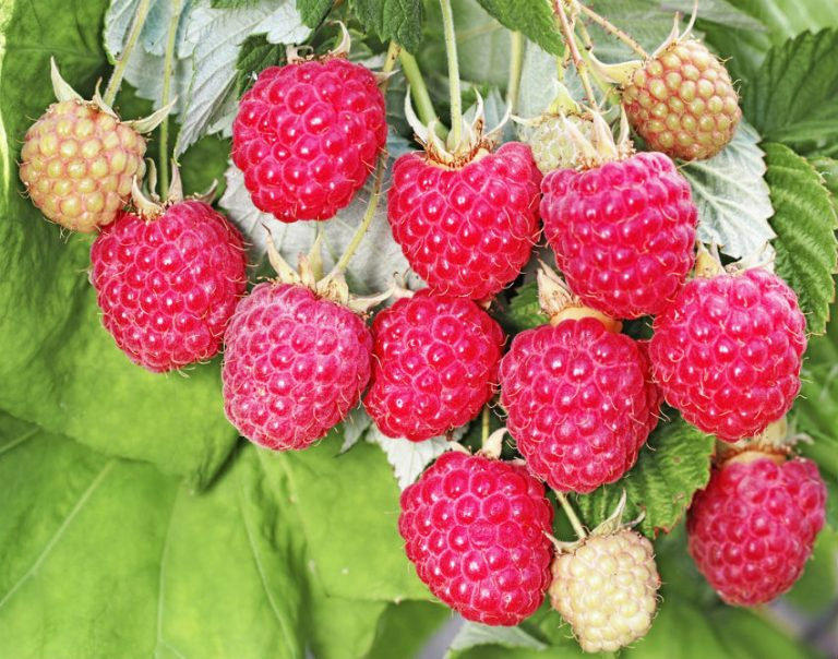 Малина Рубиновое ожерелье красн. в коробке Tim 