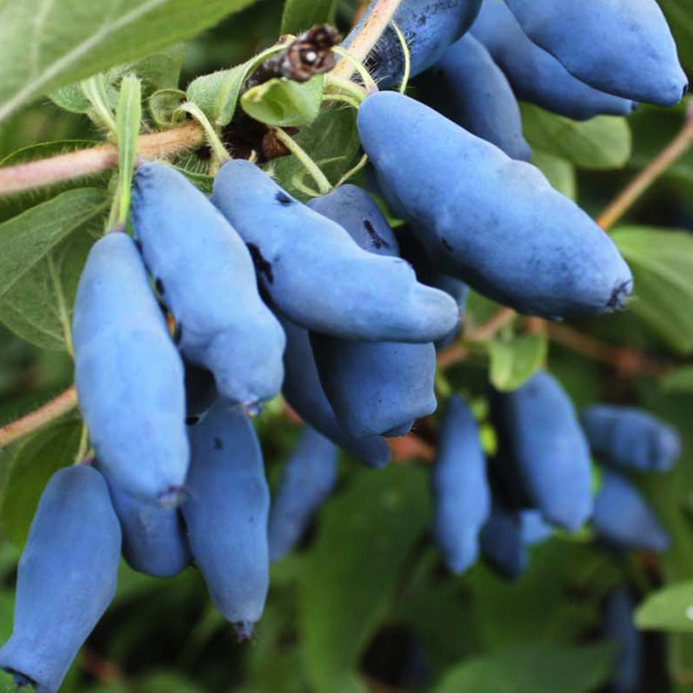 Жимолость Омега v5 Tim 