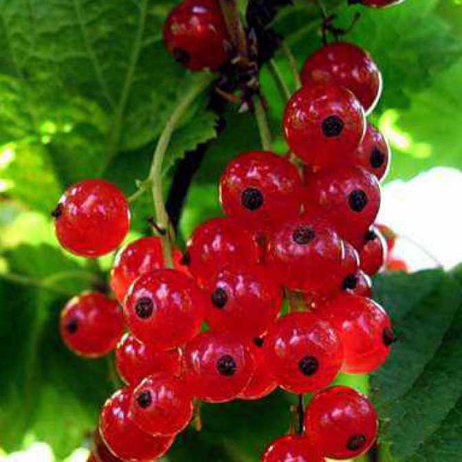 Смородина Уральская Красавица красн. в коробке Tim 