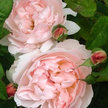 Роза в ассортименте Pa 90 P24 