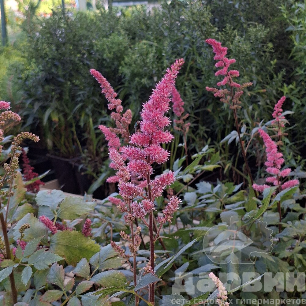 Астильба Мегги Делей v2 Tim 