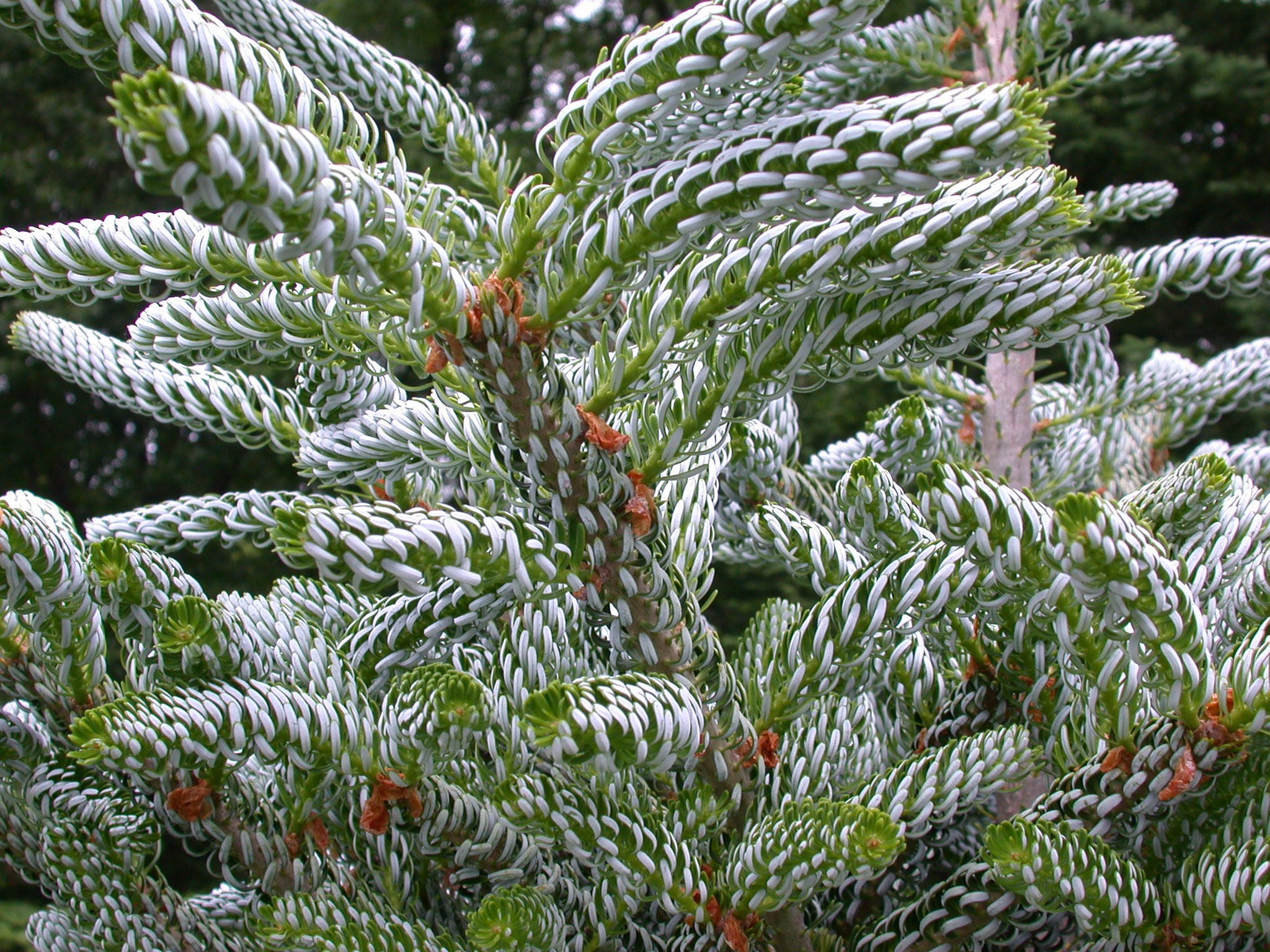 Пихта корейская Сальберлоке v2 Bor 