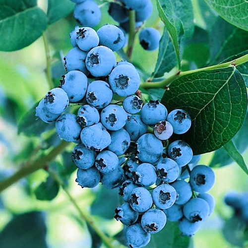 Саженец голубики 3-летн. "Блюкроп", С7,5 