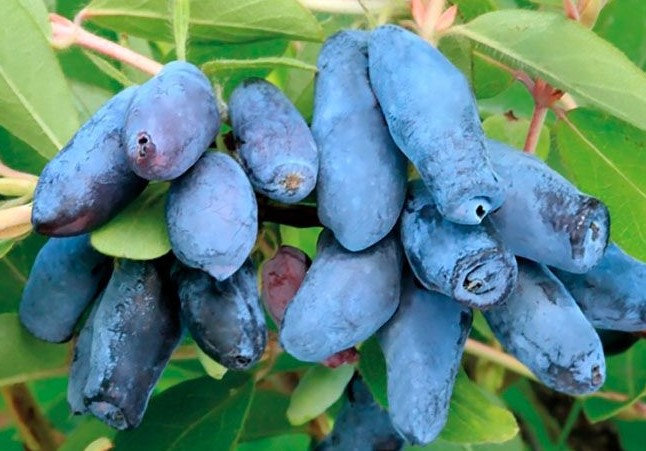 Жимолость плодовая Павловская v2 Tim 