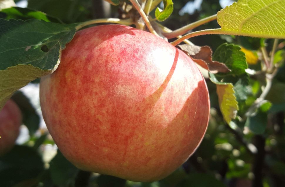 Яблоня Авенариус v7 100-120 Tim 