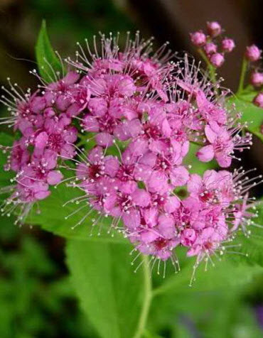 Спирея японская C10 30-40 YP 