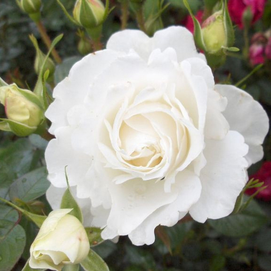 Роза шраб Вейс Волке v5 Dem 