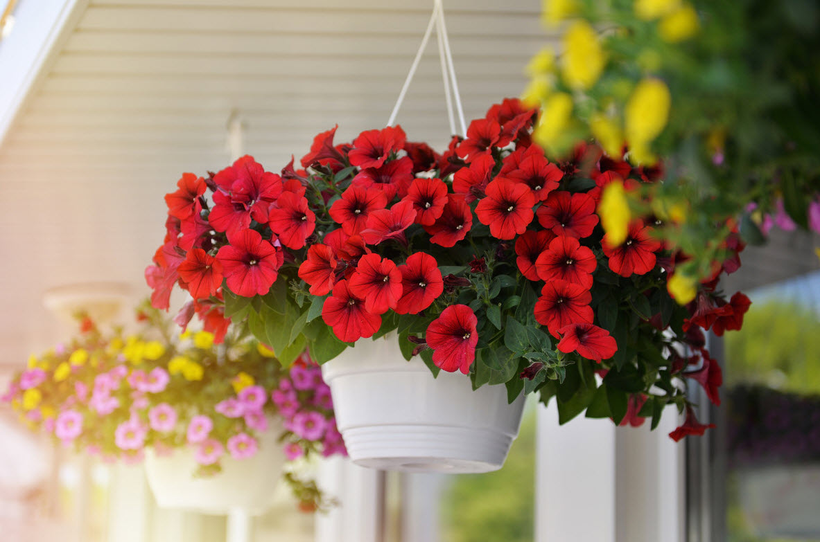 Ампельная петуния вегетативная в кашпо д21 ЦВ 