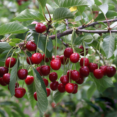 ОсновноеИзображение