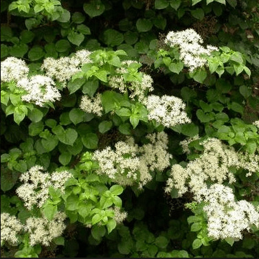 Гортензия черешковая Миранда v2 CL 