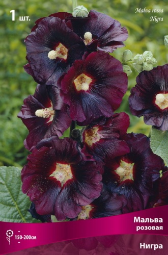 Корневище Мальва розовая Нигра1 шт Поиск 