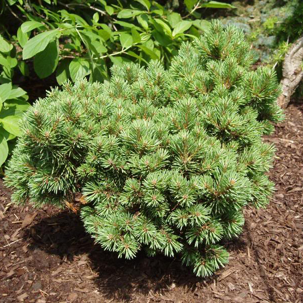 Сосна обыкновенная Мартхам v12 30/40 