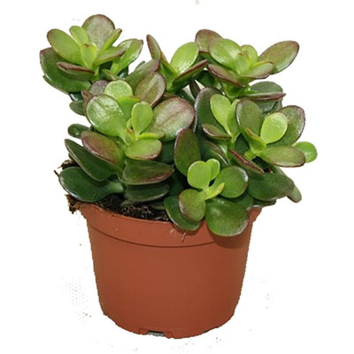 Крассула Овата Минор d8,5 