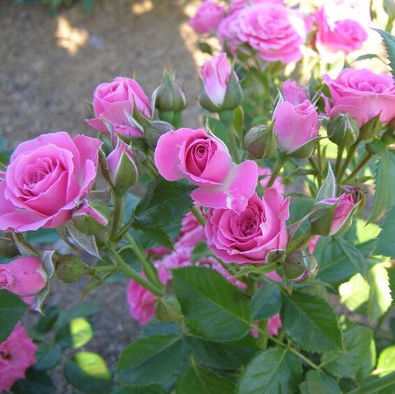 Роза спрей Малиновая Лидия  v5 Lav 