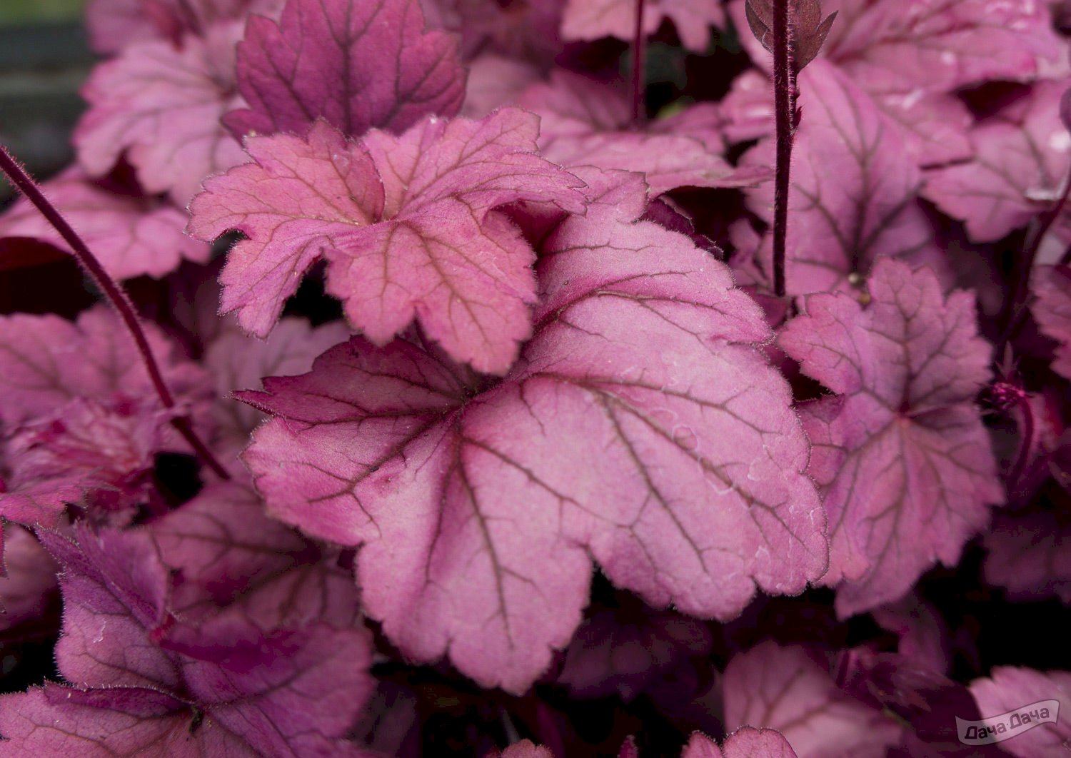 Гейхера Грейп Сода d12 ХР 