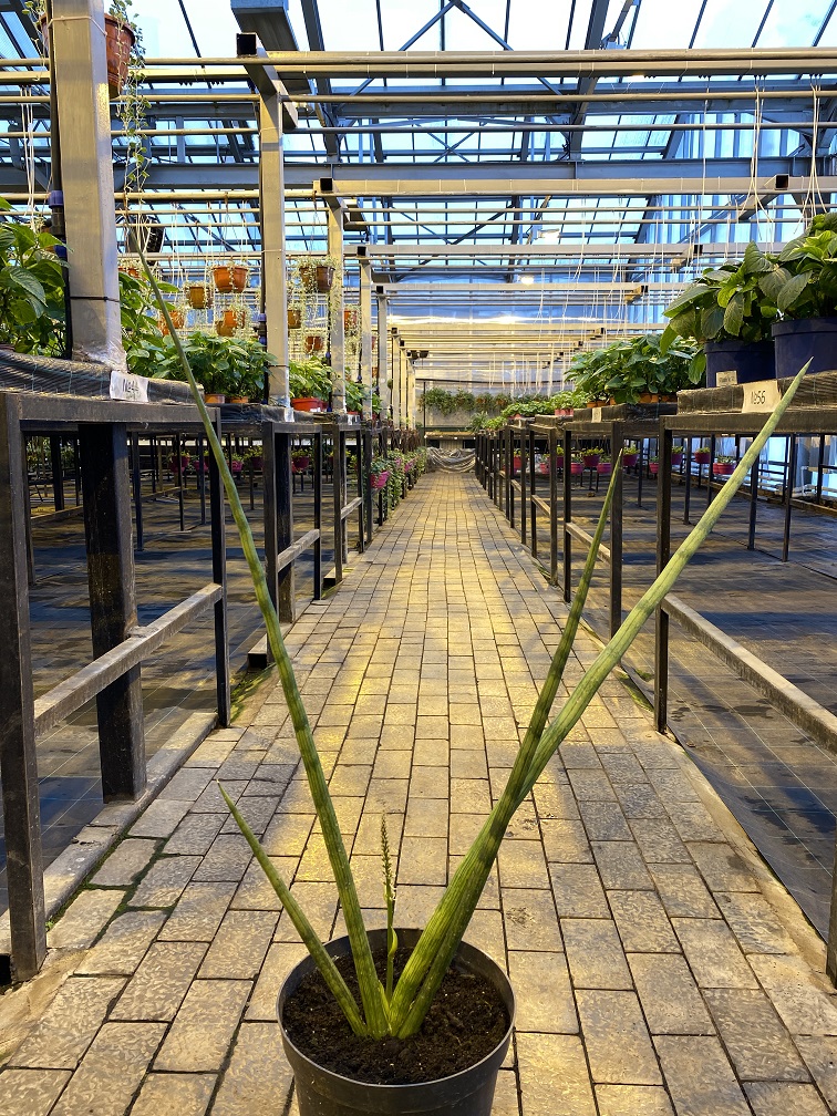 Сансевиерия цилиндрическая d24 h70 Tim 