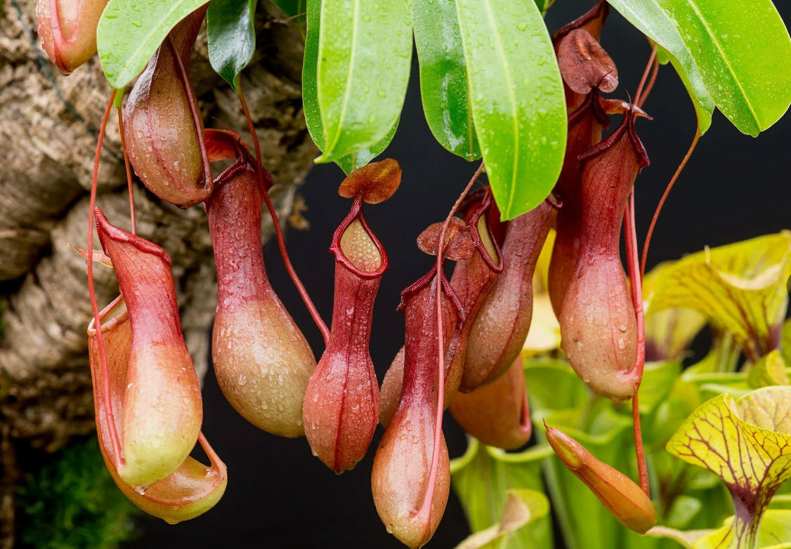 Непентес микс d9 h10 